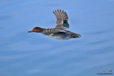 Green-winged Teal flying