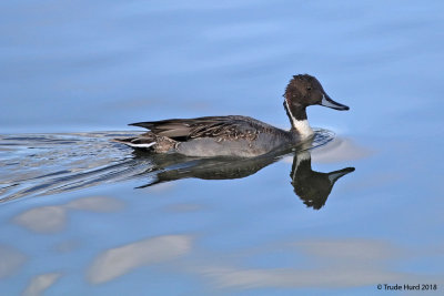 Northern Pintail