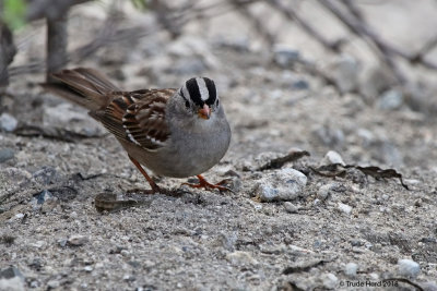 White-crowned Sparrow 