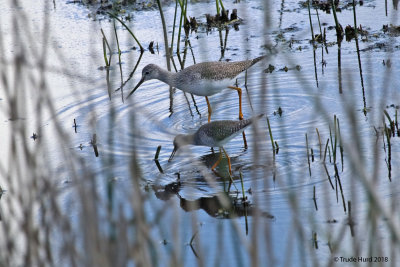 Yellowlegs comparison Greater and Lesser