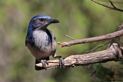 3 WESTERN SCRUB-JAY IMG_5478 r.jpg