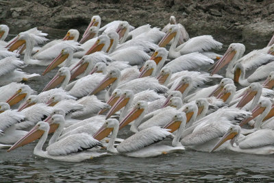 American White Pelicans winter at the marsh in large flocks (up to 200-300) and feed on fish in the creek and deeper ponds