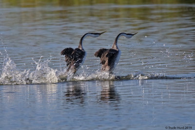 Western and Clarks Grebes courtship display includes rushing across the waters surface