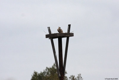 The Osprey pair begin bringing sticks to reinforce their nest platform in pond 4