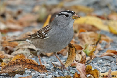 White-crowned Sparrows feed on plant seeds on the ground (present only in fall and winter)