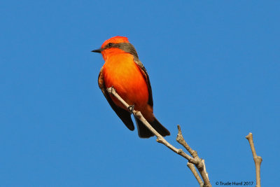 Vermillion Flycatcher hunts insects by flying out from its perch on tall bare tree branches (present only in fall and winter)