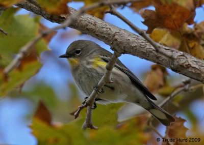 Yellow-rumped Warblers hunt insects in trees, shrubs, and on grass (present only in fall and winter)