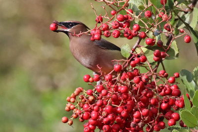 Cedar Waxwings feed in flocks on toyon berries (which attracts wildlife photographers!)