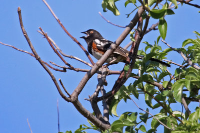 Spotted Towhee hides and feeds under bushes but begins singing from tree tops in late winter