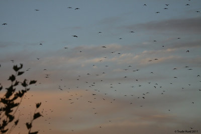 At sunset, American Crows flock to the marsh by the thousands to rest for the night