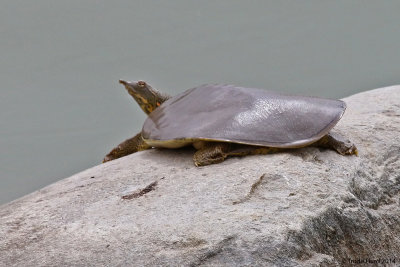Few reptiles are seen due to hibernation but non-native spiny softshell turtle and red-eared slider may be out on a sunny day