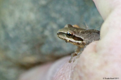 After a rain, Pacific tree frogs are heard but not seen as they call cree-ick from vegetation to attract a mate