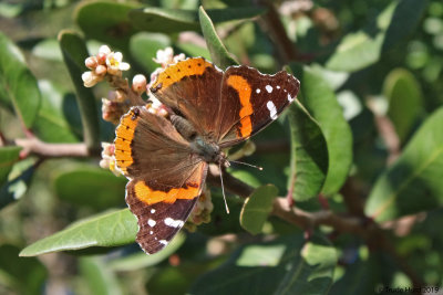 A few insects are seen on sunny days such as red admiral butterfly whose host plant is stinging nettle