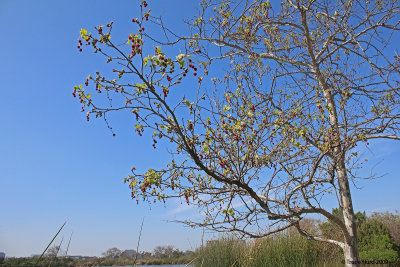 Deciduous trees flower first and then grow leaves (Western sycamore, Fremont cottonwood and arroyo willow)
