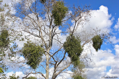 Mistletoe is a hemiparasite easily seen hanging on Western sycamores bare branches next to Audubon House