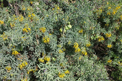 Bladderpod is in flower almost year-round and attracts pollinators