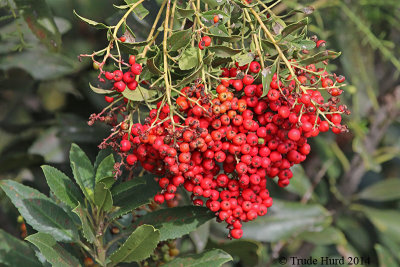 Toyon berries are bright red by December to attract Cedar Waxwings, House Finches, and Northern Mockingbirds.