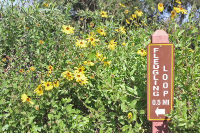 California bush sunflower grows new leaves after being drought-deciduous for summer and then flowers spectacularly