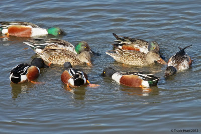Northern Shovelers feed by circling in small flocks to stir up prey