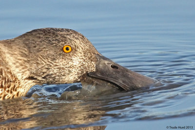 The Northern Shoveler beak has a serrated comb to help strain prey from the water