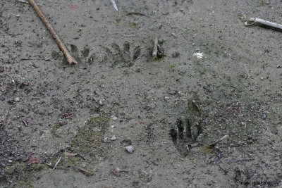 Look for hand-like tracks of raccoon on the trail between Ponds A and B.