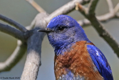 Western Bluebird 