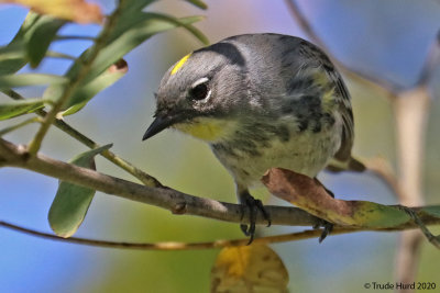 Yellow-rumped Warbler