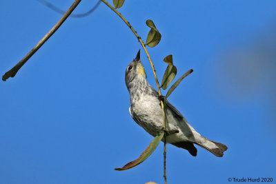 Notice insects on branch