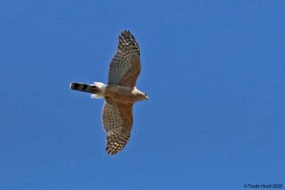 Cooper's Hawk flew over as we got ready to leave