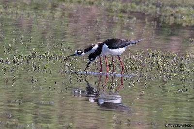 Black-necekd Stilt Courtship: she crouches as he circles her