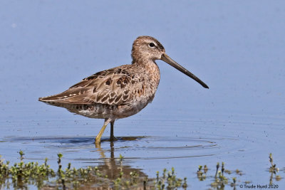 Long-billed Dowitcher in alternate plumage