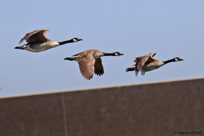 Canada Geese  