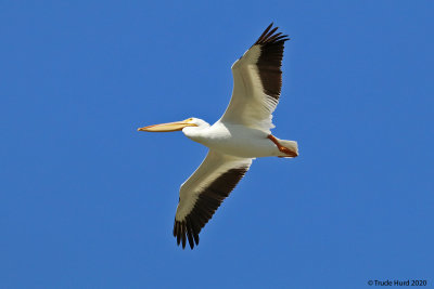 White Pelican  