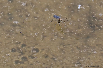Water strider and its reflection