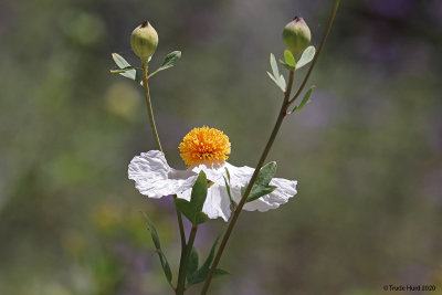 Matilija poppy flower 