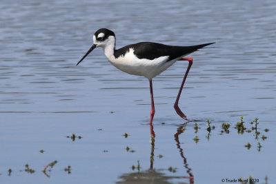 Black-necked Stilt, female 