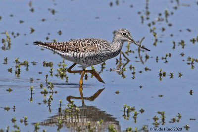 Greater Yellowlegs, alternate plumage