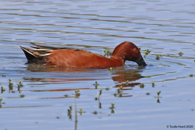 Cinnamon Teal, dabbling  