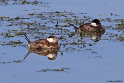 Ruddy Ducks sleep