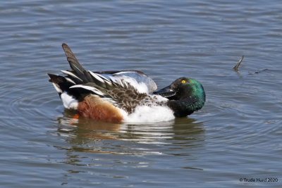 Northern Shoveler, preening