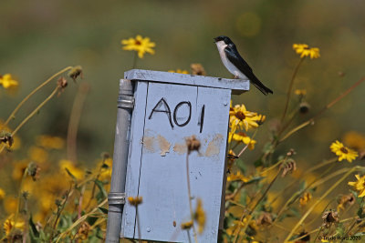 Tree Swallow nest box
