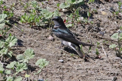 Tree Swallow collecting small sticks
