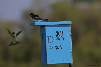 Bringing twigs to nest