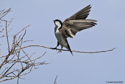 Tree Swallow trying to collect too big a stick!