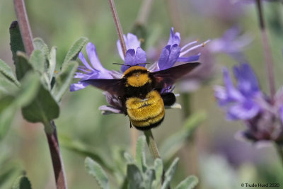 Sonoran bumblebee on cleveland sage