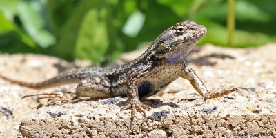Western fence lizard, notice spiny scales