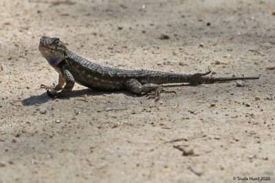 Western fence lizard, two tails