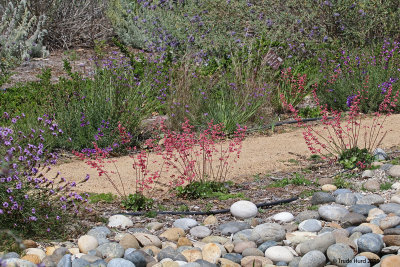 Coral bells and lilac verbena in Marsh House garden