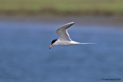 bolsa_chica_2020_may
