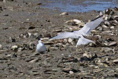 Least Terns pairing up